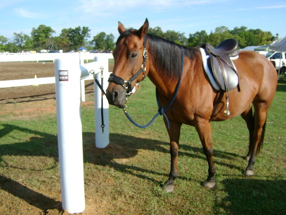 Dusty at the hitching post Dusty at the hitching post